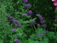 Salvia verticillata 'Purple Rain' bestellen